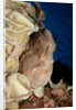 Close-up view of a Giant Frogfish head showing its lure (Antennarius commersonii) by Anonymous