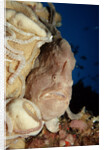 Close-up view of a Giant Frogfish head showing its lure (Antennarius commersonii) by Anonymous