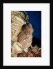 Close-up view of a Giant Frogfish head showing its lure (Antennarius commersonii) by Anonymous