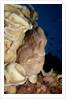 Close-up view of a Giant Frogfish head showing its lure (Antennarius commersonii) by Anonymous