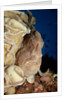 Close-up view of a Giant Frogfish head showing its lure (Antennarius commersonii) by Anonymous