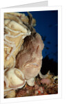 Close-up view of a Giant Frogfish head showing its lure (Antennarius commersonii) by Anonymous