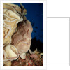 Close-up view of a Giant Frogfish head showing its lure (Antennarius commersonii) by Anonymous