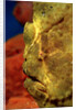Giant Frogfish head (Antennarius commersonii), Komodo National Park, Indian Ocean. by Anonymous