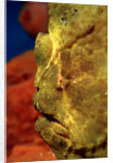 Giant Frogfish head (Antennarius commersonii), Komodo National Park, Indian Ocean. by Anonymous