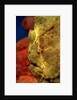 Giant Frogfish head (Antennarius commersonii), Komodo National Park, Indian Ocean. by Anonymous