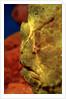 Giant Frogfish head (Antennarius commersonii), Komodo National Park, Indian Ocean. by Anonymous