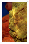 Giant Frogfish head (Antennarius commersonii), Komodo National Park, Indian Ocean. by Anonymous