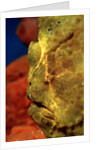 Giant Frogfish head (Antennarius commersonii), Komodo National Park, Indian Ocean. by Anonymous