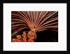 Crevice Crinoid (Comanthus parvicirrus), Pacific Ocean, Panglao Island. by Anonymous