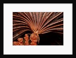 Crevice Crinoid (Comanthus parvicirrus), Pacific Ocean, Panglao Island. by Anonymous