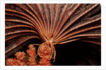 Crevice Crinoid (Comanthus parvicirrus), Pacific Ocean, Panglao Island. by Anonymous