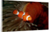 Clown Anemonefish or Clownfish (Amphiprion ocellaris) in a Sea Anemone by Anonymous