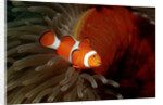 Clown Anemonefish or Clownfish (Amphiprion ocellaris) in a Sea Anemone by Anonymous