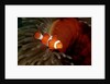 Clown Anemonefish or Clownfish (Amphiprion ocellaris) in a Sea Anemone by Anonymous