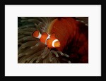 Clown Anemonefish or Clownfish (Amphiprion ocellaris) in a Sea Anemone by Anonymous