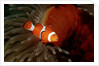 Clown Anemonefish or Clownfish (Amphiprion ocellaris) in a Sea Anemone by Anonymous