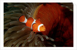 Clown Anemonefish or Clownfish (Amphiprion ocellaris) in a Sea Anemone by Anonymous