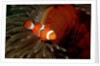 Clown Anemonefish or Clownfish (Amphiprion ocellaris) in a Sea Anemone by Anonymous