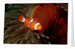 Clown Anemonefish or Clownfish (Amphiprion ocellaris) in a Sea Anemone by Anonymous