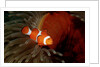Clown Anemonefish or Clownfish (Amphiprion ocellaris) in a Sea Anemone by Anonymous