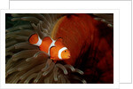 Clown Anemonefish or Clownfish (Amphiprion ocellaris) in a Sea Anemone by Anonymous