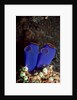 Sea Squirt Tunicates (Ascidia), Pacific Ocean, Panglao Island. by Anonymous