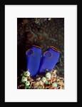 Sea Squirt Tunicates (Ascidia), Pacific Ocean, Panglao Island. by Anonymous