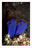 Sea Squirt Tunicates (Ascidia), Pacific Ocean, Panglao Island. by Anonymous
