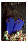 Sea Squirt Tunicates (Ascidia), Pacific Ocean, Panglao Island. by Anonymous