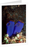 Sea Squirt Tunicates (Ascidia), Pacific Ocean, Panglao Island. by Anonymous