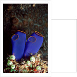 Sea Squirt Tunicates (Ascidia), Pacific Ocean, Panglao Island. by Anonymous