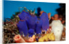 Sea Squirt Tunicates on a Coral reef (Ascidia), Pacific Ocean, Panglao Island. by Anonymous