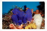 Sea Squirt Tunicates on a Coral reef (Ascidia), Pacific Ocean, Panglao Island. by Anonymous