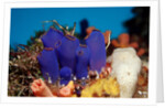 Sea Squirt Tunicates on a Coral reef (Ascidia), Pacific Ocean, Panglao Island. by Anonymous