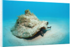 Conch active on the sandy ocean floor (Strombus gigas), Bahamas, Atlantic Ocean.\r\n by Anonymous
