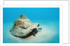 Conch active on the sandy ocean floor (Strombus gigas), Bahamas, Atlantic Ocean.\r\n by Anonymous