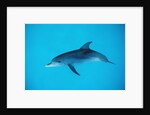 Atlantic spotted dolphin, Stenella frontalis, USA, FL, Florida, Atlantic Ocean by Anonymous