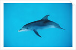 Atlantic spotted dolphin, Stenella frontalis, USA, FL, Florida, Atlantic Ocean by Anonymous