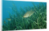 Largemouth bass, Micropterus salmoides, USA, Florida, FL by Anonymous
