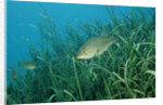 Largemouth bass, Micropterus salmoides, USA, Florida, FL by Anonymous