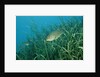 Largemouth bass, Micropterus salmoides, USA, Florida, FL by Anonymous