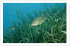 Largemouth bass, Micropterus salmoides, USA, Florida, FL by Anonymous