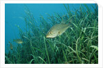 Largemouth bass, Micropterus salmoides, USA, Florida, FL by Anonymous