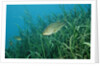 Largemouth bass, Micropterus salmoides, USA, Florida, FL by Anonymous