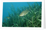 Largemouth bass, Micropterus salmoides, USA, Florida, FL by Anonymous