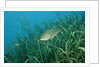 Largemouth bass, Micropterus salmoides, USA, Florida, FL by Anonymous