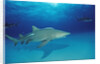 Lemon Shark, Negaprion brevirostris, Bahamas, Grand Bahama Island, Atlantic Ocean by Anonymous