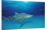 Lemon Shark, Negaprion brevirostris, Bahamas, Grand Bahama Island, Atlantic Ocean by Anonymous