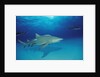 Lemon Shark, Negaprion brevirostris, Bahamas, Grand Bahama Island, Atlantic Ocean by Anonymous